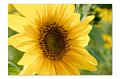 Sonnenblume M 05